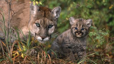 Researchers put a trail camera on a deer carcass. Four hours later, they had the “best trail camera capture yet" with first-ever footage of cougar cubs in Minnesota