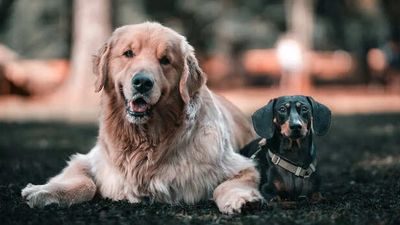 10 Rare Dog Breeds You’ve Never Heard Of