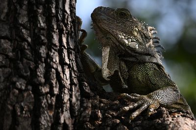 Florida traffic stop turns weird as police discover 13 live zip-tied iguanas hidden in truck
