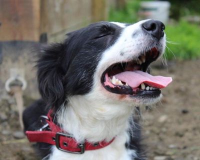 Country diary: The farm is mourning Moss, 14 years old and alert to the end