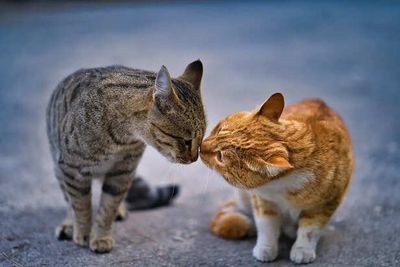 7 Secret Ways Cats Say I Love You