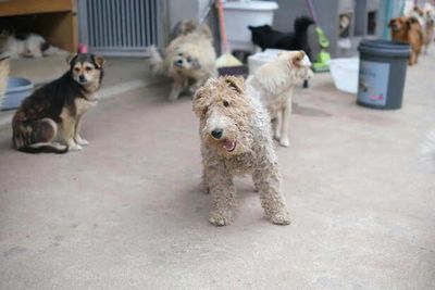 Why This “Perfect” Pet Breed Might Not Be Right for Your Lifestyle