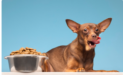 What Your Pet Needs in Their Diet That You Might Be Missing