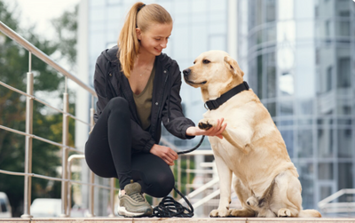 Why Every Pet Needs a Different Training Approach