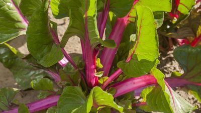 7 Beautiful Vegetables To Grow In A Flower Border – And Reward You With a Harvest, Too