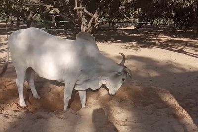 Meet the rescued bull named in honour of Sir David Attenborough ahead of his 100th birthday