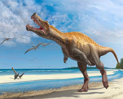 German museum to return rare Irritator dinosaur skull to Brazil