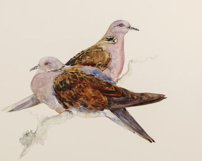 To give young people wings: The Lost Words duo reunite for book of birds