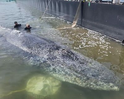 Rescuers release humpback whale that was stranded off German coast