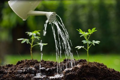 The Overwatering Problem: Why Soggy Soil Kills More Gardens Than Drought