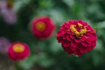 8 Heat-Tolerant Picks That Thrive as Temperatures Rise