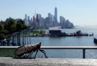‘They don’t belong in our environment’: US vineyards battle spotted lanternflies as invasive insects spread