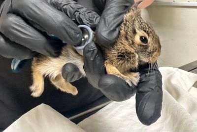 Did you find an animal nesting near your house? Here's what to do