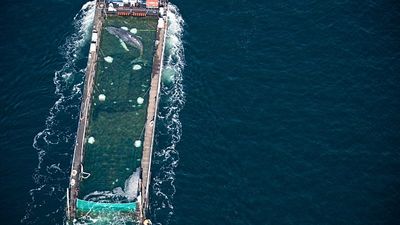 Humpback whale stranded in Germany released into North Sea
