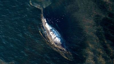 End of the rescue operation: Humpback whale "Timmy" released in the North Sea