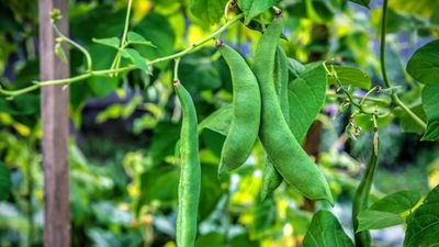 Have You Spotted Blackflies on Your Fava Beans? These Natural Methods Will Stop Damage Fast