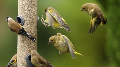 Garden birds are dying and your bird feeder camera could be the unwitting accomplice