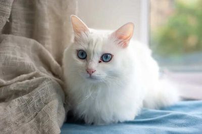 10 Cat Sounds That Reveal Their True Feelings