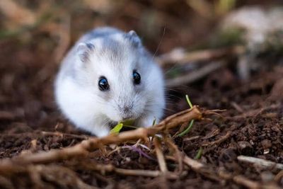 10 Animals With the Shortest Lives Ever Recorded