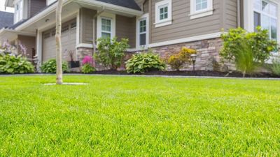 Stop spending a fortune on expensive lawn treatments: These 7 genius budget-friendly hacks will give you a stunning green yard using simple tricks like recycling kitchen coffee grounds and a 5-minute fix for bare patches
