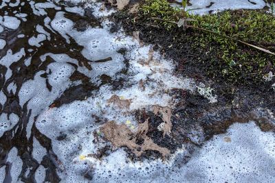 Salmon and other species killed after chemical spills into River Spey tributary