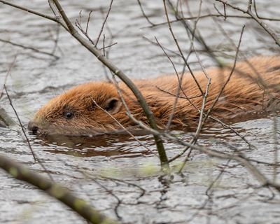 Reform UK council backs release of beavers amid party row over rewilding