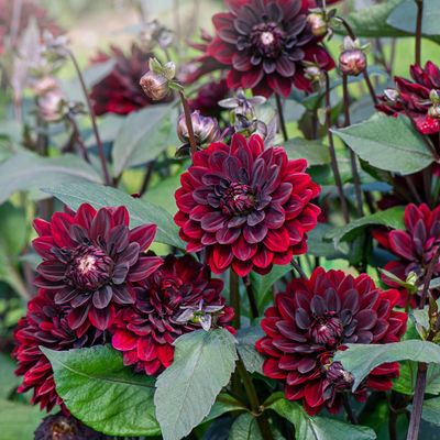 5 gorgeous, showy red flowers that will fill your borders with high-fashion impact, according to garden experts
