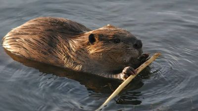 UK beaver rewilding row: Reform council backs river releases to fight flooding despite party opposition