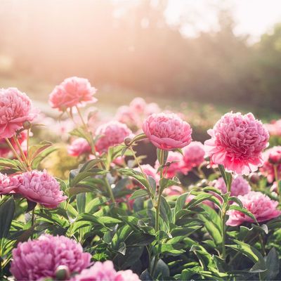 4 stunning and unusual peony varieties that you'll want to know about to fill your garden with showstopping blooms