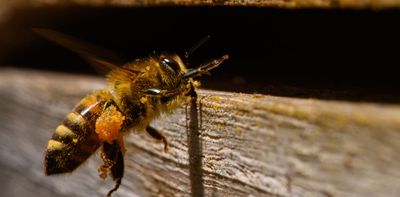 Honeybees may be helping spread tree-killing myrtle rust – new research