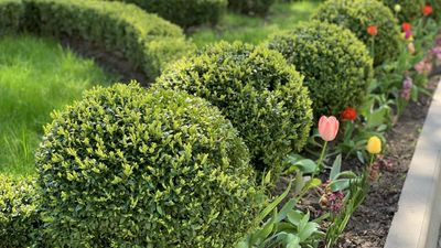 Your May Pruning Guide: What to Cut Back Now for Glorious Summer Growth – and What to Leave Alone
