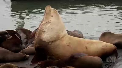 Massive sea lion “Chonkers” draws crowds in San Francisco