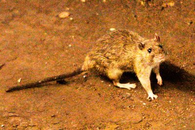 A suspected hantavirus outbreak on a cruise ship in the Atlantic Ocean kills 3 people, WHO says