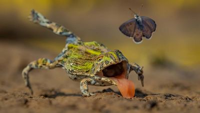 Shot at 1/4000sec, this split-second frog photo proves that "Practice makes perfect" applies on both sides of the lens!
