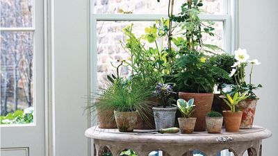 I Give My Houseplants a Spring Chop Every Year and It Always Makes Them Grow Twice as Big – Here's How to Do It