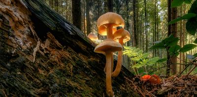 Romy Ash’s novel imagines the next pandemic as an eerily beautiful mushroom disease