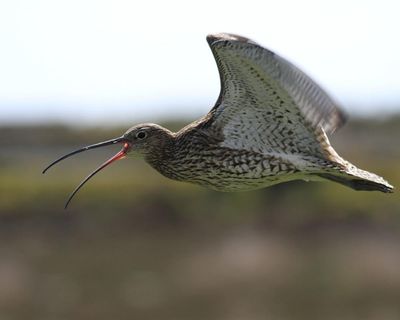 Country diary: It’s hard to top a calling curlew
