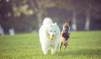 These Dog Breeds Can Handle Summer Heat Better Than Others
