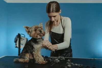 Why Your Dog Needs More Grooming in Summer Than You Think