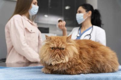 Parasite Prevention Tips for Pets