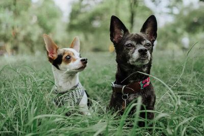 Small Dogs, Big Attitude: Breeds That Stand Out