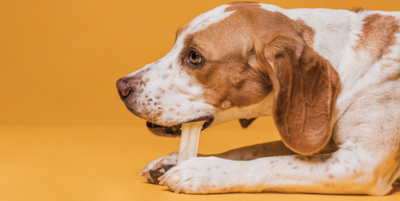 Why Dogs Need a Different Diet in Hot Weather