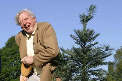 From ancient dinosaurs to rare butterflies: The many species named in honour of Sir David Attenborough