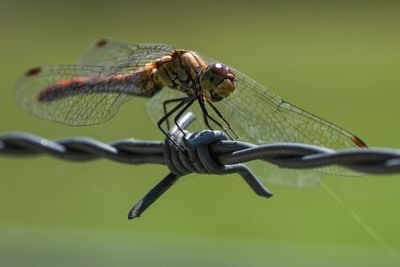 The ‘missing’ insect that is raising alarm bells about one of world’s best biodiversity hotspots