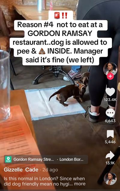 Gordon Ramsay's London pizza restaurant faces backlash after 'customer's dog allowed to go to the toilet' inside