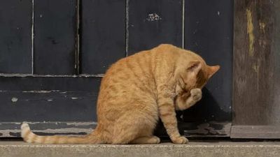 The Strange Reason Cats Hate Closed Doors So Much