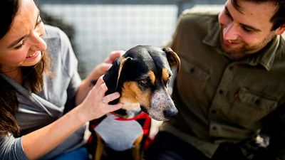 ’They know they’re safe’: 1,500 beagle dogs start new lives after being rescued from research lab