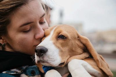 What Happens in a Dog’s Brain When You Cry- Science Reveals
