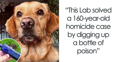 From Rescue Miracles To Emotional Reunions: 32 New Dog Stories Shared By ‘We Rate Dogs’