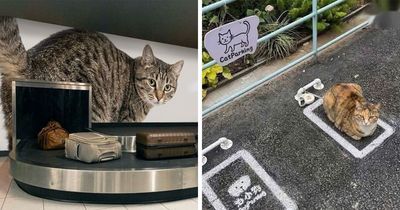 ‘Soft Cat Memes’: 45 Cute And Hilarious Pics for Your Daily Dose Of Feline Fun (New Pics)
